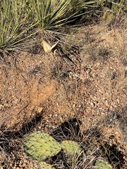 Asclepias engelmanniana