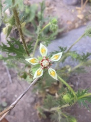 Loasa prostrata