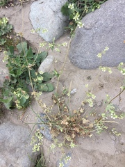 Loasa prostrata