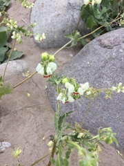 Loasa prostrata