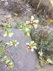 Loasa prostrata