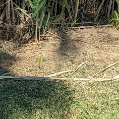 Ctenosaura hemilopha