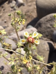 Loasa prostrata