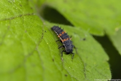 Harmonia conformis