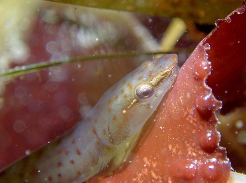 Kelp-zuigvis (Rimicola muscarum) — Gobiesocidae — 4