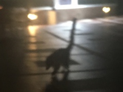 Nasua narica nelsoni