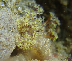 Themiste pyroides