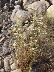 Pseudognaphalium viravira