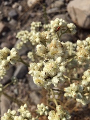 Pseudognaphalium viravira