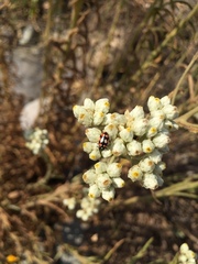 Pseudognaphalium viravira
