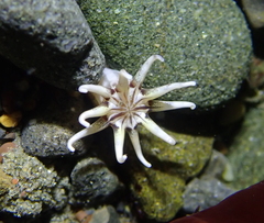 Halcampa decemtentaculata