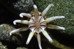 Halcampa decemtentaculata