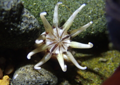 Halcampa decemtentaculata