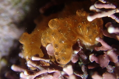 Distaplia occidentalis