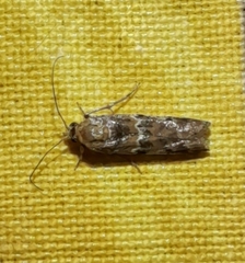 Ephestiopsis oenobarella