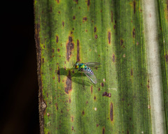 Condylostylus pruinosus
