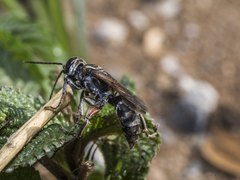Liris subtessellatus