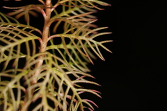 Proserpinaca pectinata