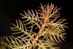 Proserpinaca pectinata