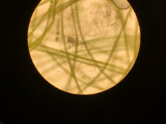 Desmidium