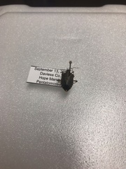 Halyomorpha halys