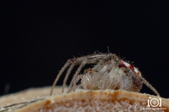Araneus guttulatus image