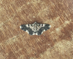 Hymenomima semialba