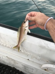 Caulolatilus princeps