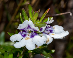 Prostanthera saxicola montana