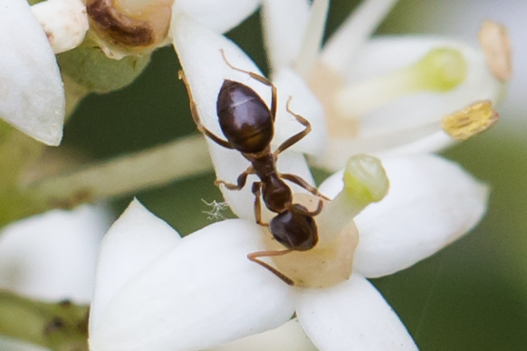 Woodland Fuzzy Ant