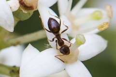 Woodland Fuzzy Ant