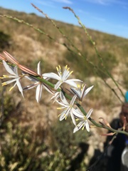 Trachyandra tabularis