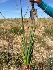 Trachyandra tabularis