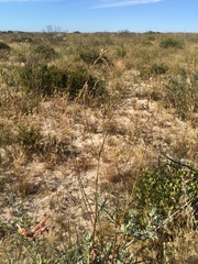 Trachyandra tabularis