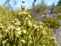 Phylica cephalantha