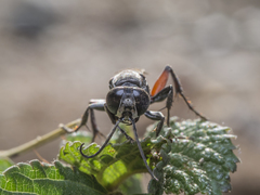 Liris subtessellatus