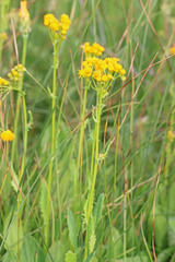 Packera dimorphophylla intermedia