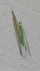 Chrysoperla carnea