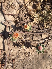 Chaetanthera glabrata