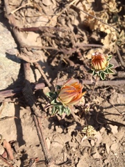 Chaetanthera glabrata