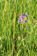 Penstemon procerus procerus