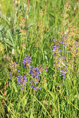 Penstemon procerus procerus