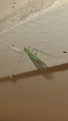 Chrysoperla carnea
