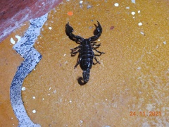 Scorpionoidea