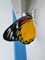 Delias descombesi