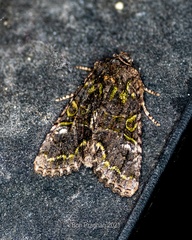 Noctuidae