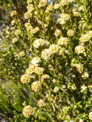 Phylica cephalantha