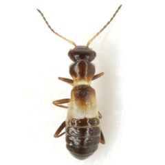 Attalusinus mexicanus