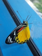 Delias descombesi