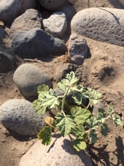 Sphaeralcea obtusiloba